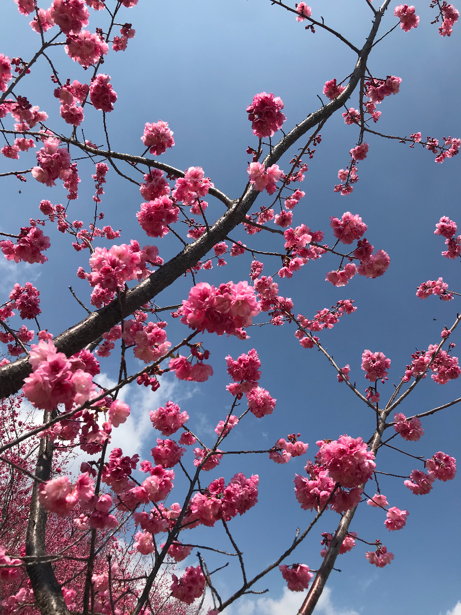 6E91B044-67CB-4CA1-AA02-B54C0ED5142B.jpeg