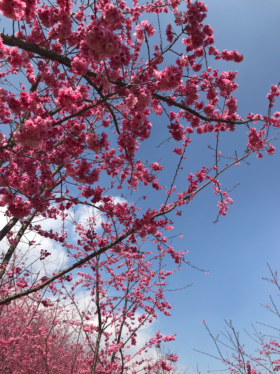 F04120D1-E787-4878-B17F-AAA8D6197021.jpeg