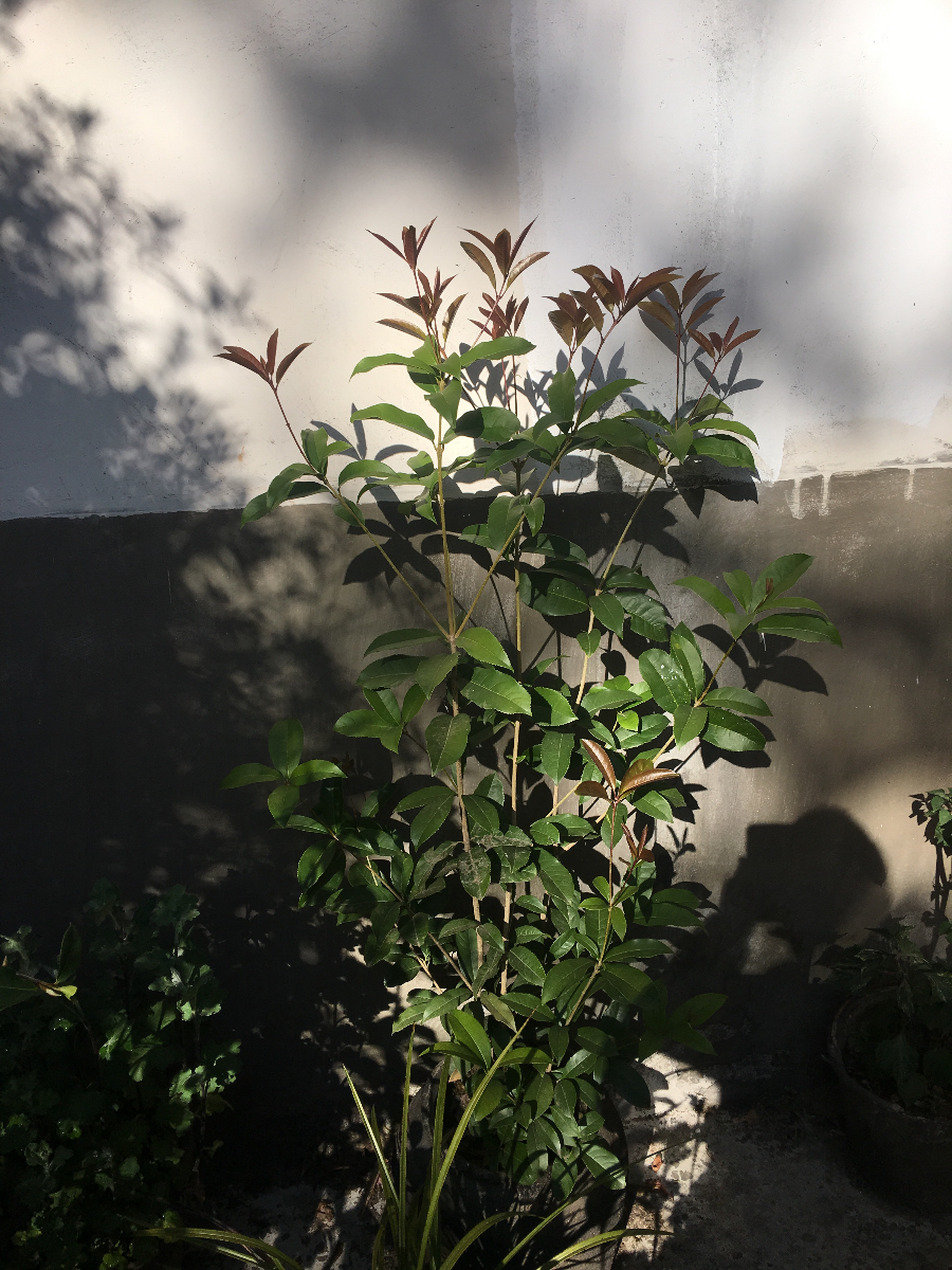 38AC71E4-2073-4EA7-9364-82DF5B8AE57C.jpeg