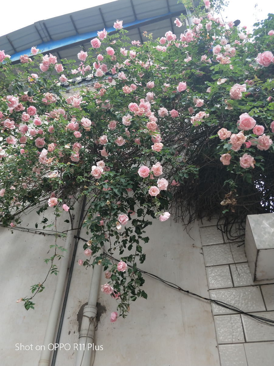 IMG20190403112834.jpg
