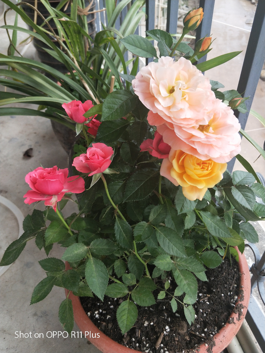 IMG20190402125635.jpg