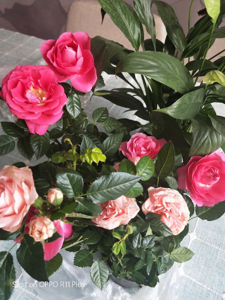 IMG20190311093107.jpg
