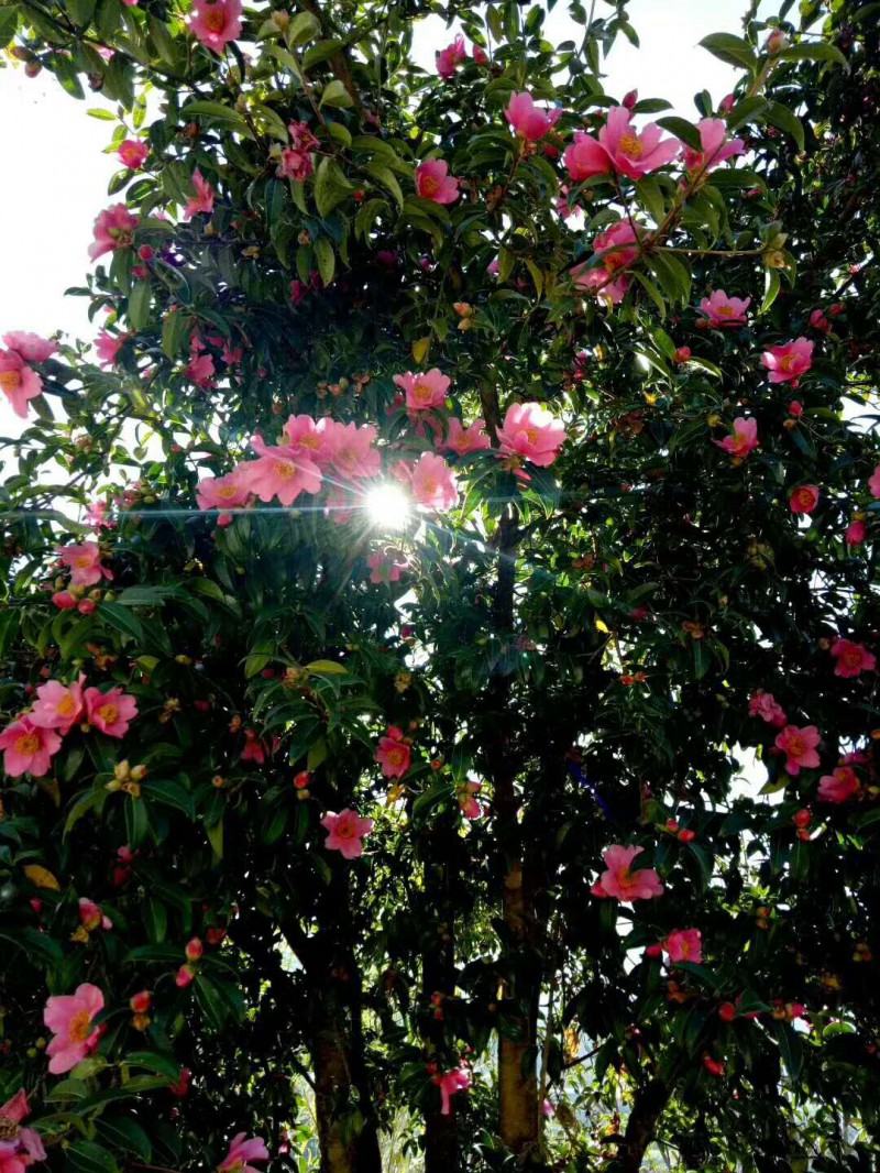 山茶花.jpg